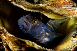 Black goby with eggs, Zeeland, The Netherlands. by Filip Staes 